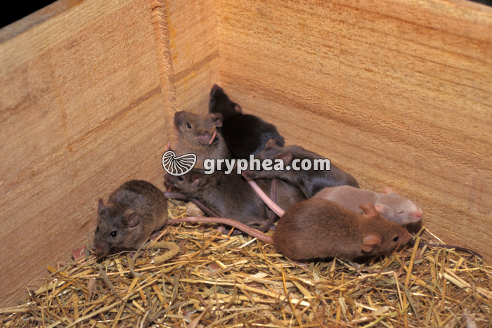 Souris - femelle avec sa portée - gryphea.com